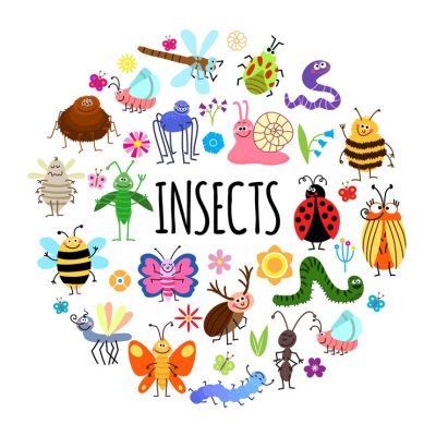 اسامی حشرات به زبان انگلیسی با ترجمه فارسی